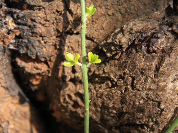 Fruehling 2009   053.jpg